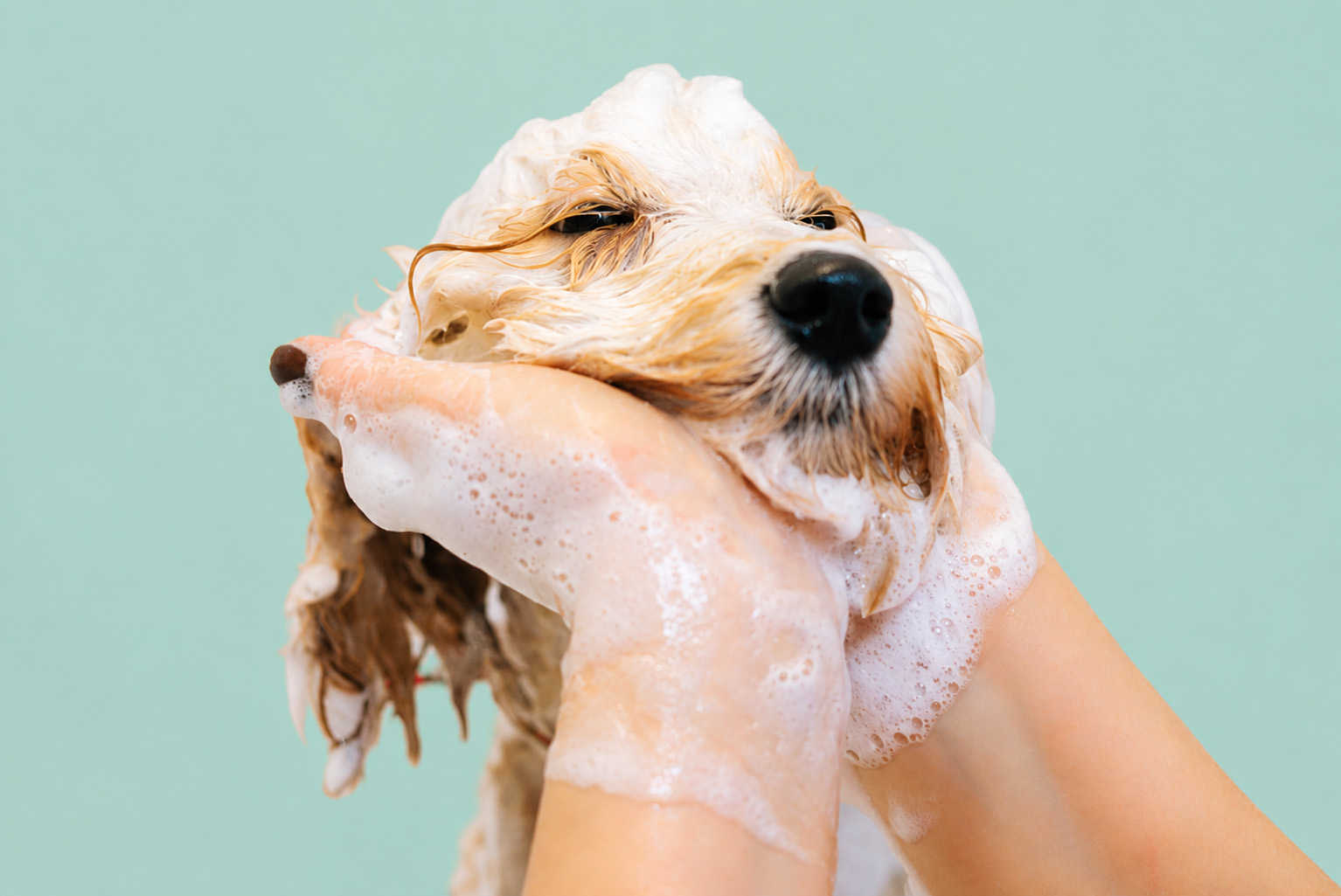 Cachorrinho tomando banho na Petclin
